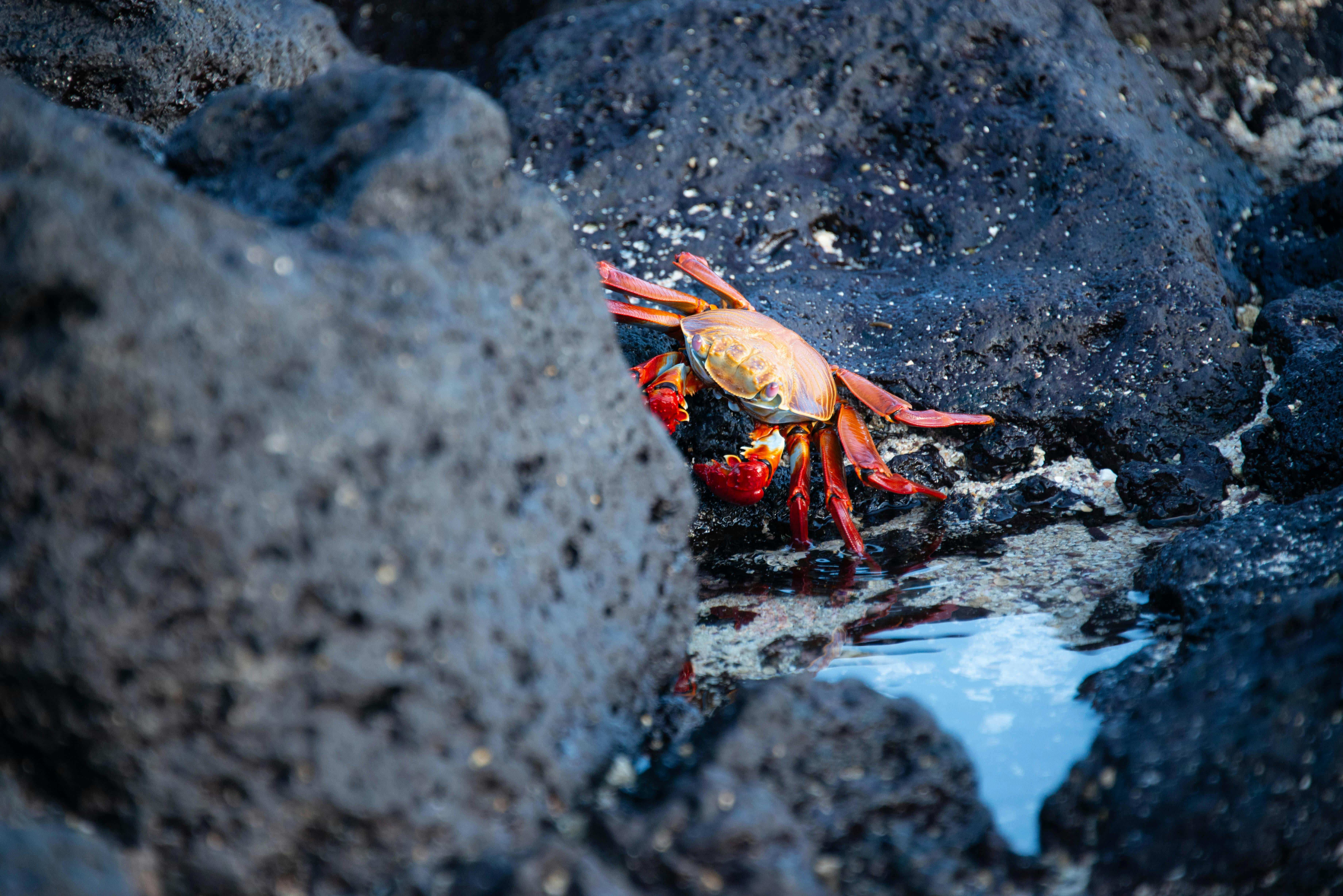 The Ultimate Crab Island Depth Guide 2025: Perfect Timing for Epic Sandbar Adventures