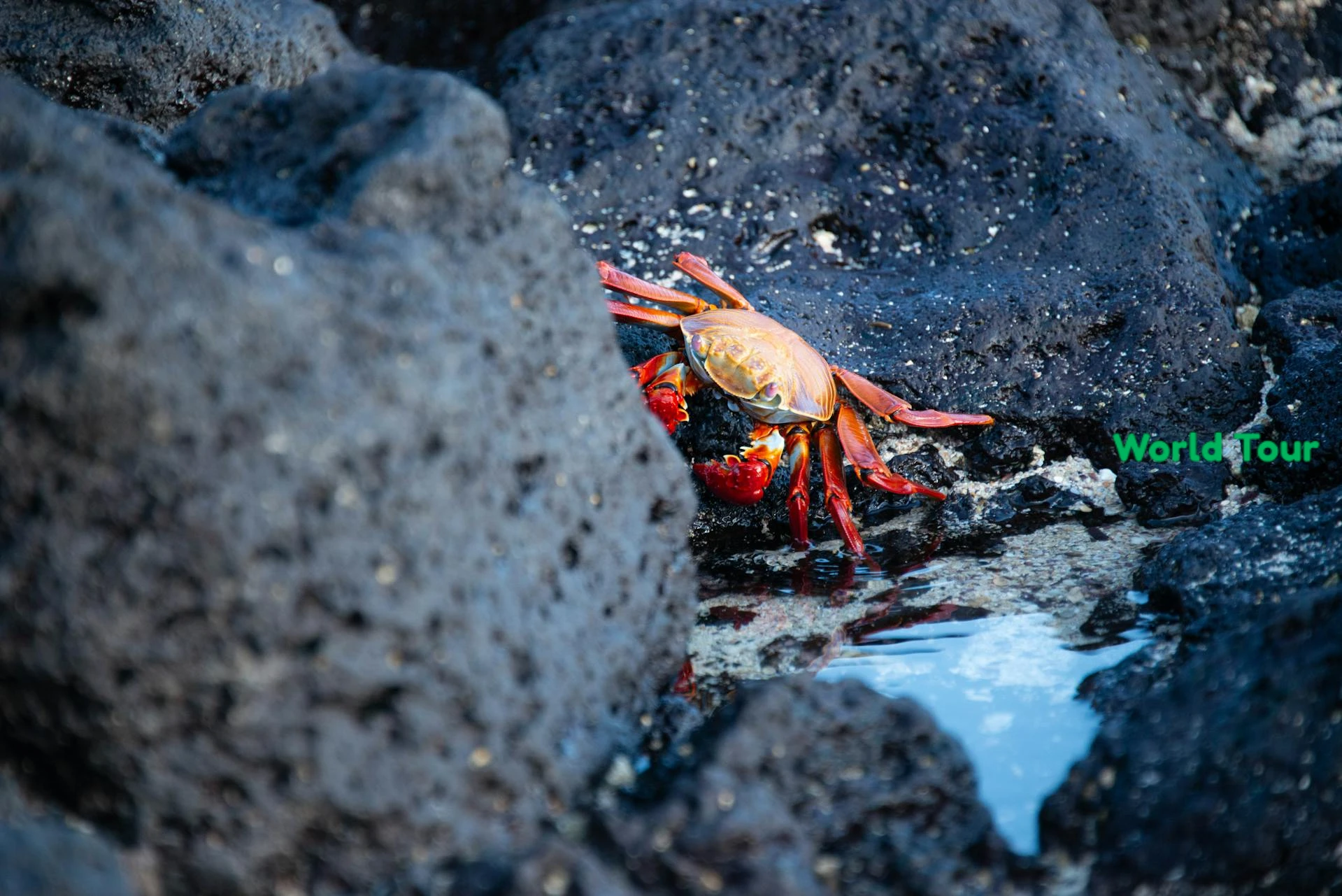 The Ultimate Crab Island Depth Guide 2025: Perfect Timing for Epic Sandbar Adventures