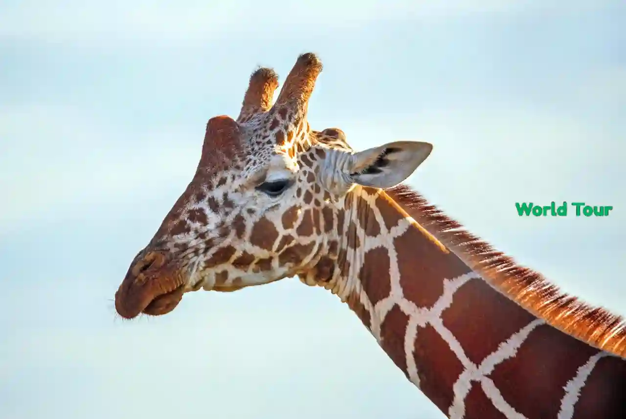 7 Unforgettable Ways to Experience Kenya's Rich Cultural Heritage: A Local Immersion Guide for 2025