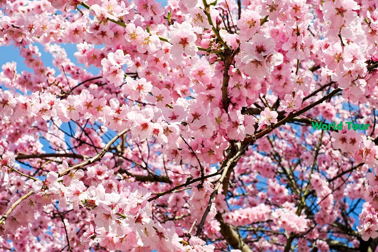 Tokyo Cherry Blossom 2025: Unmissable Dates, Spots, and Insider Tips for an Epic Hanami Adventure