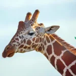 kenyas-rich-cultural