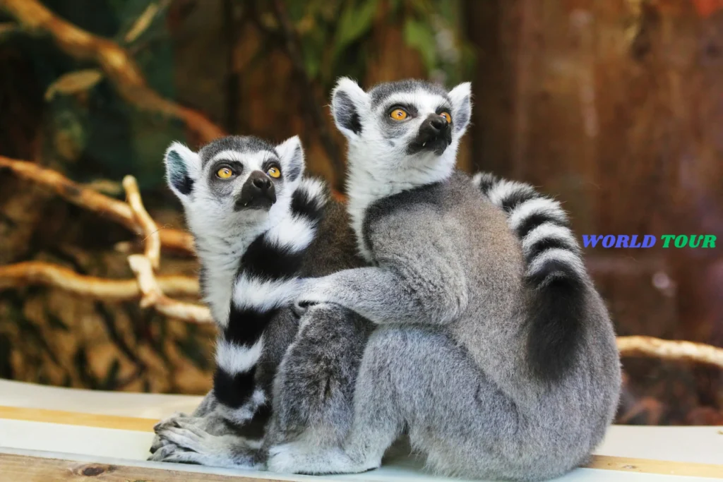 Madagascar Wildlife Safaris